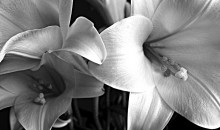Lillies