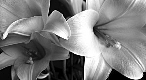 Lillies