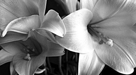 Lillies