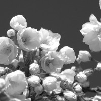 Cherry Blossoms