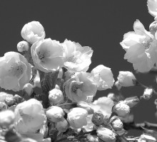 Cherry Blossoms