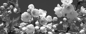 Cherry Blossoms