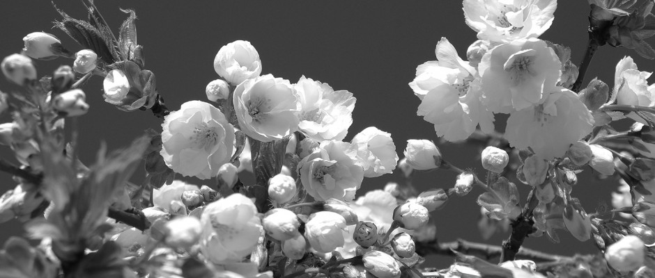 Cherry Blossoms